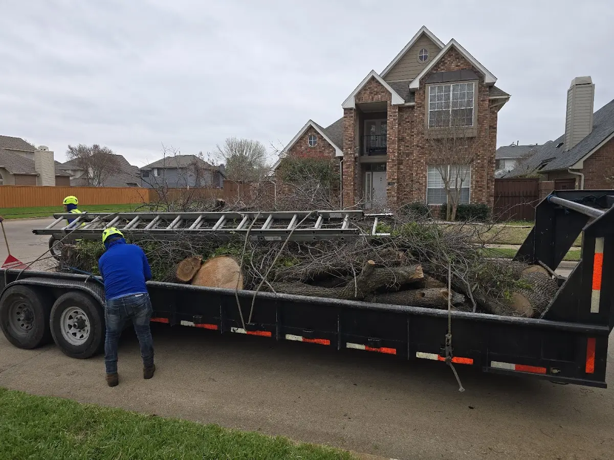 Expert Tree Fertilization with proper safety equipment in Albany